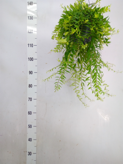 <h4>Aeschynanthus  'Japhrolepis'</h4>