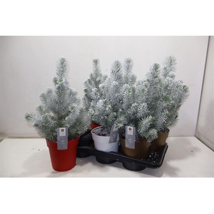 Pinus Silver Crest + Snow