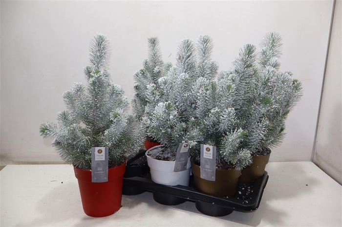 <h4>Pinus Silver Crest + Snow</h4>