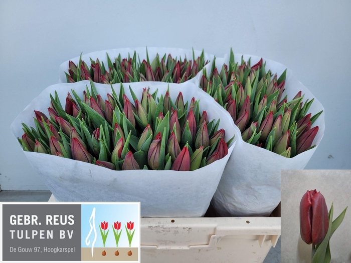 <h4>TU EN STRONG LOVE</h4>