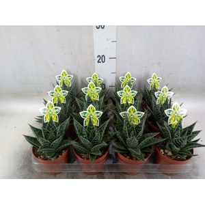 Aloe aristata 'Tiki Tahi'