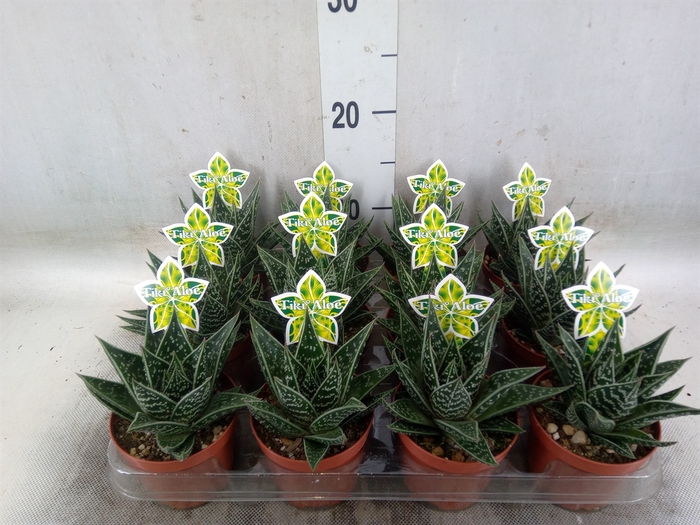 <h4>Aloe aristata 'Tiki Tahi'</h4>