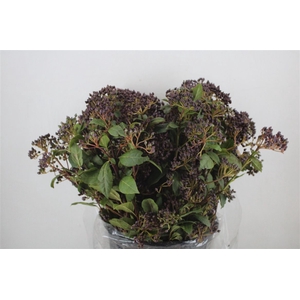 Vib Berry Red P Bunch