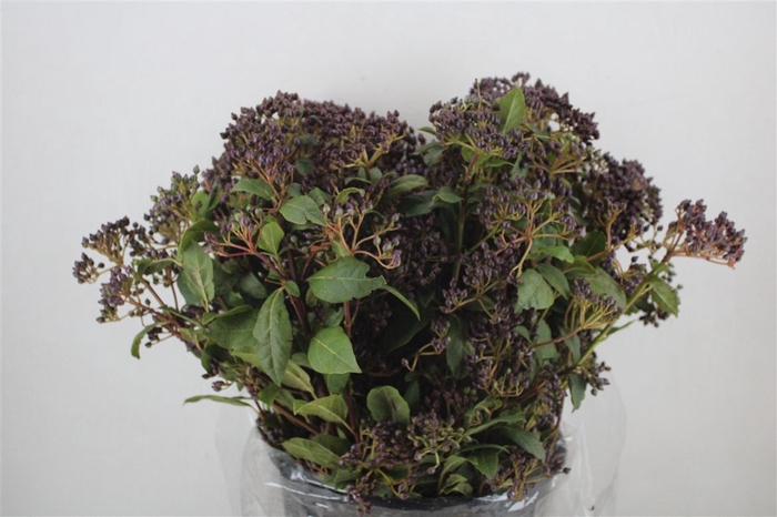 <h4>Vib Berry Red P Bunch</h4>