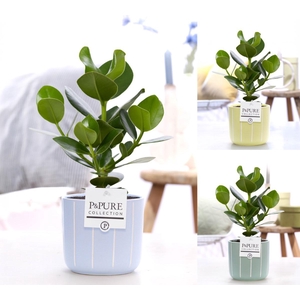 Clusia Rosea Princess in P&PURE Fleu ceramics ass. 3