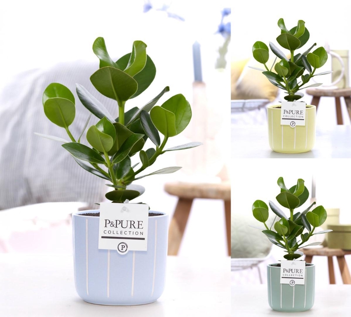 <h4>Clusia Rosea Princess in P&PURE Fleu ceramics ass. 3</h4>