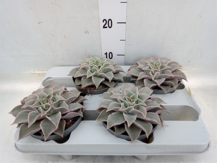 <h4>Echeveria   ...</h4>