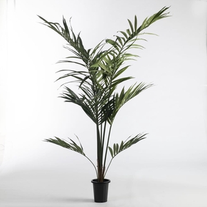 Af Kentia Palm Pot H180cm Gree