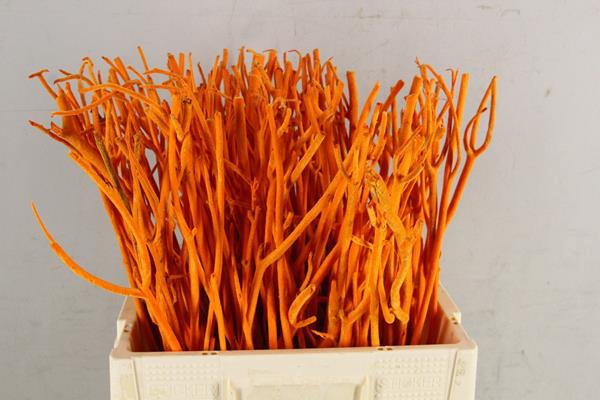 <h4>Mitsumata Flock Orange Bs (10)</h4>