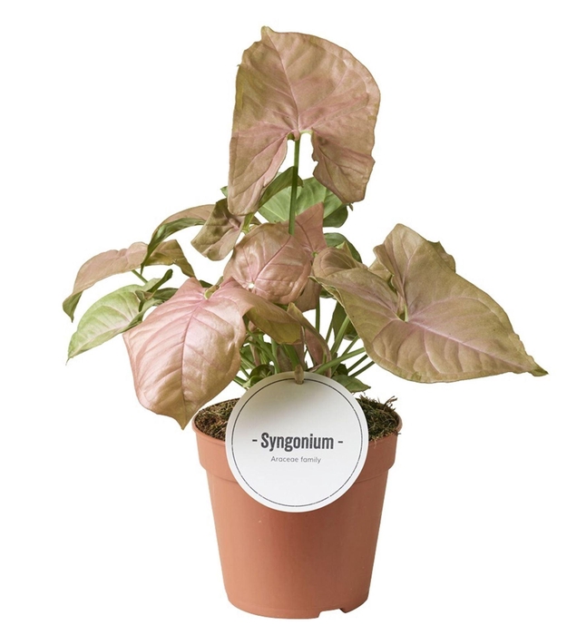 <h4>Syngonium</h4>