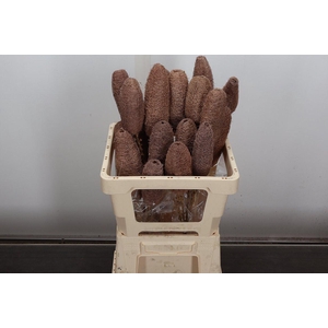 Deco Bunch Luffa 5pcs Bunch X4