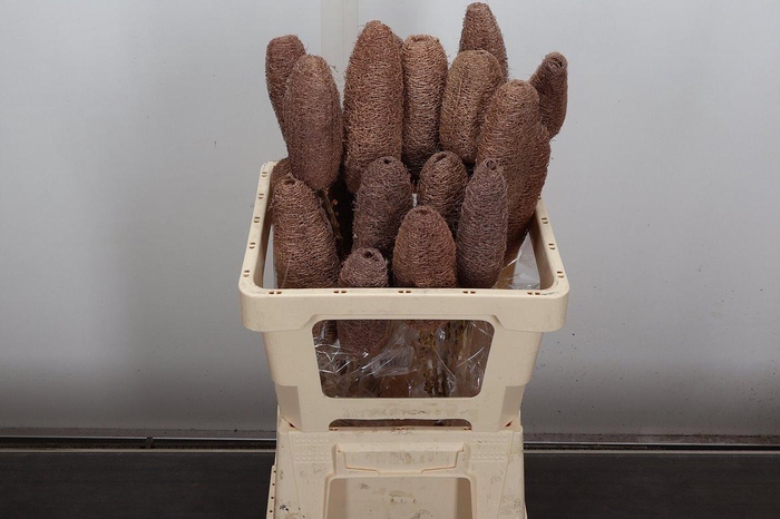 <h4>Deco Bunch Luffa 5pcs Bunch X4</h4>