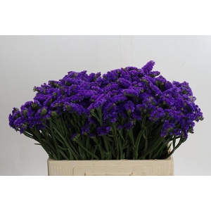 Limonium Navy Sun Birds