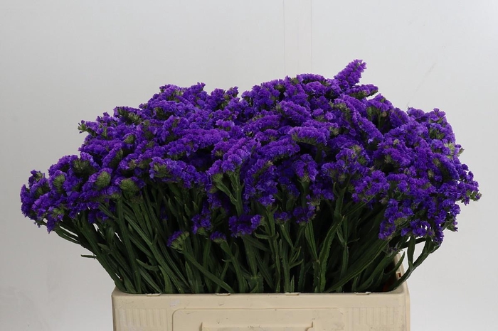 <h4>Limonium sinuatum Navy Sun Birds</h4>
