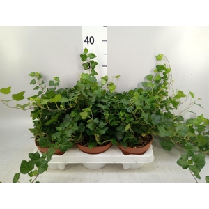 Hedera helix 'Wonder'