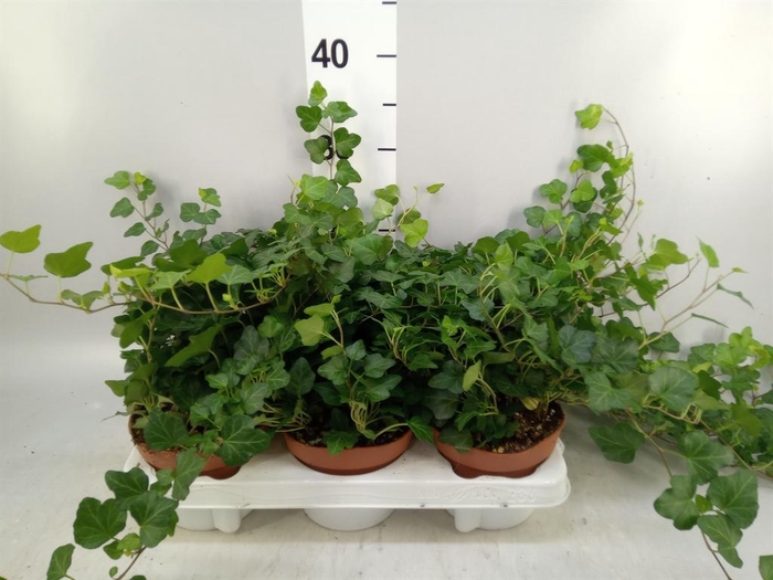 <h4>Hedera helix 'Wonder'</h4>