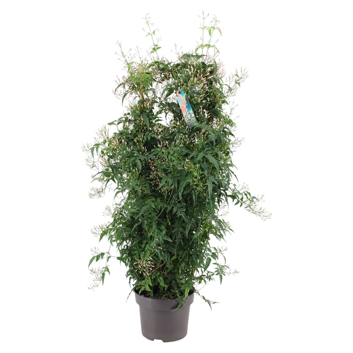 <h4>Jasminum polyanthum</h4>