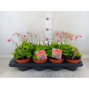 Oxalis bowiei 'Amarantha'