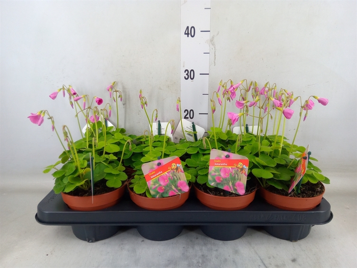 <h4>Oxalis bowiei 'Amarantha'</h4>