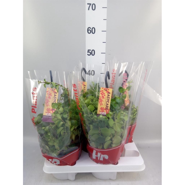<h4>Aeschynanthus  'Pink Polka'</h4>