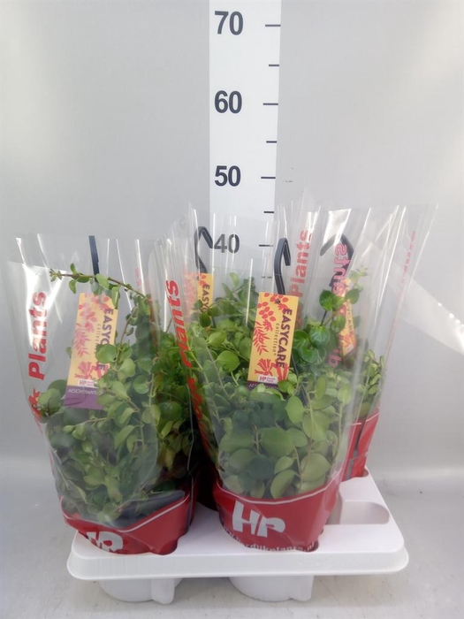 <h4>Aeschynanthus  'Pink Polka'</h4>