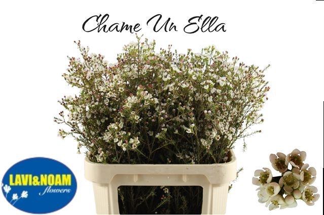 <h4>CHAME UN ELLA</h4>