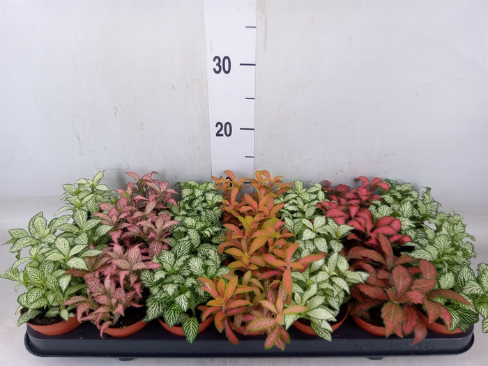 <h4>Fittonia   ...mix 7</h4>