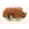 Hypericum Magical Triumph