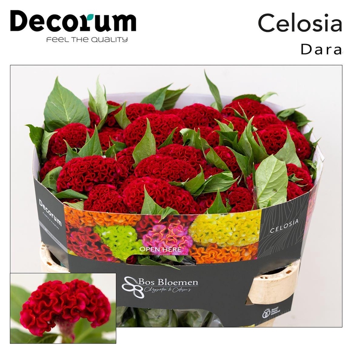 <h4>Celosia Cristata Grp 'Act Dara'</h4>