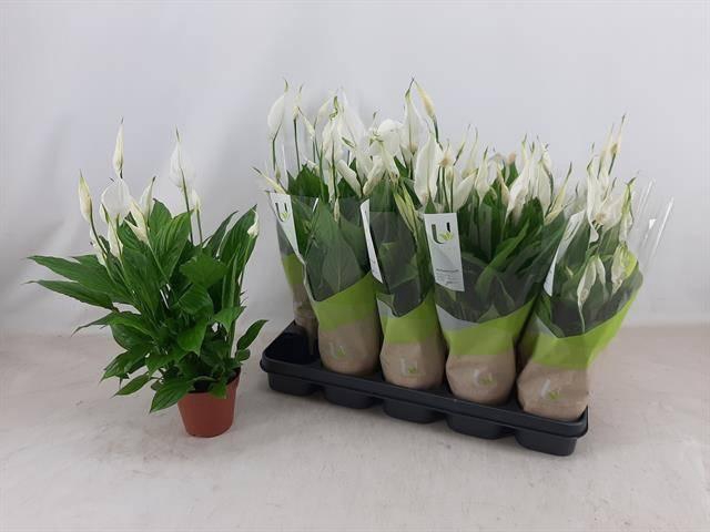 <h4>SPATH TORELLI</h4>