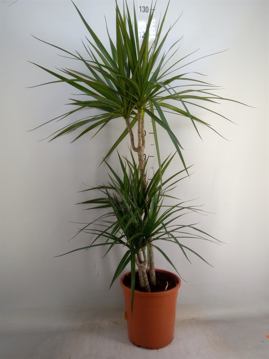 <h4>Dracaena marg.</h4>