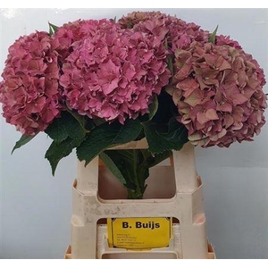 Hydr M Ch Rodeo Cl