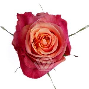 R GR CHERRY BRANDY Tessa