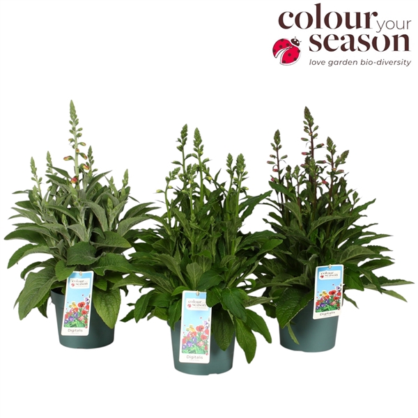 <h4>Digitalis pur. Lucas mix</h4>