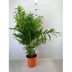 Chamaedorea elegans