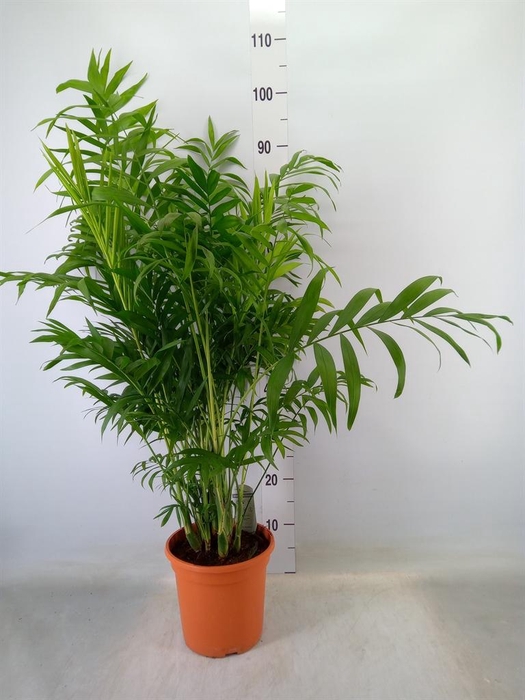 <h4>Chamaedorea elegans</h4>