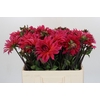 Dahlia Pink Punk