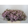 Chamelaucium Dancing Queen