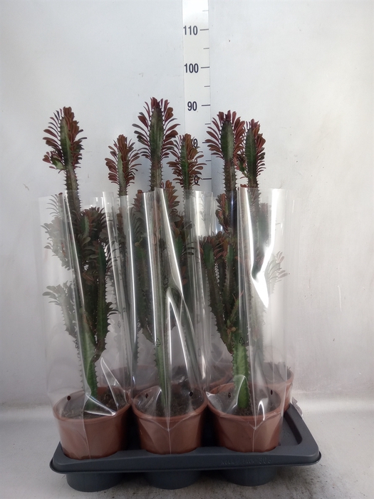 <h4>Euphorbia trigona 'Rubra'</h4>