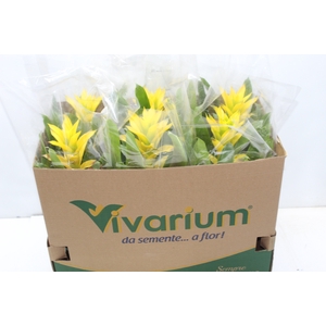 GUZMANIA AMARELA P14