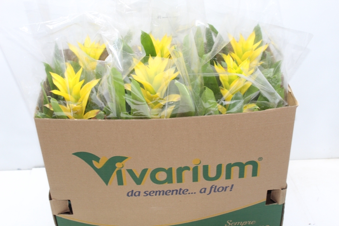 <h4>GUZMANIA AMARELA P14</h4>
