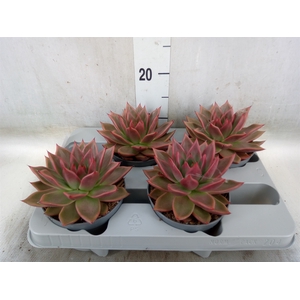 Echeveria   ...