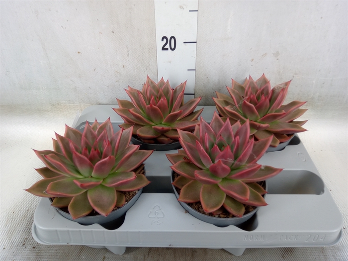 <h4>Echeveria   ...</h4>