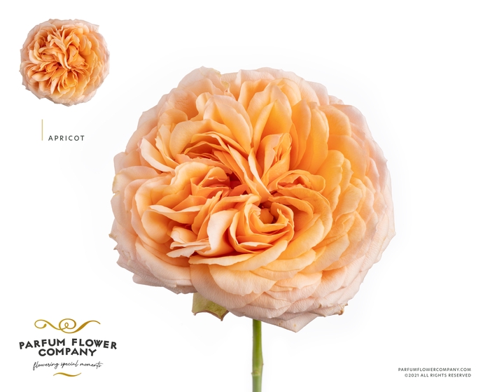 <h4>Rosa Garden Apricot Antike</h4>