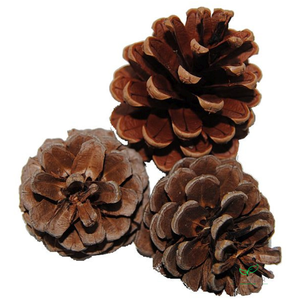 DENAPPEL OOSTENRIJKERS 6cm NATUREL 5KG