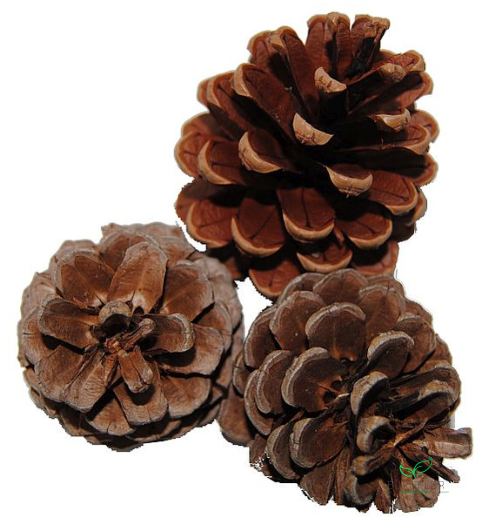 DENAPPEL OOSTENRIJKERS 6cm NATUREL 5KG