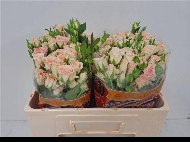 <h4>R TR SWEET SARA</h4>