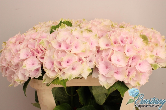 <h4>HYDR M MAG EMERALD</h4>