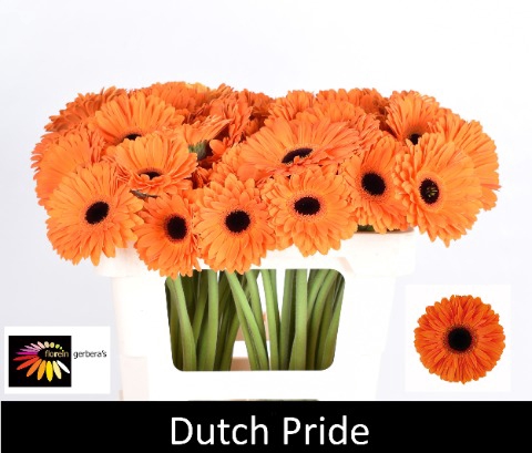 <h4>GE GR DUTCH PRIDE water 996</h4>