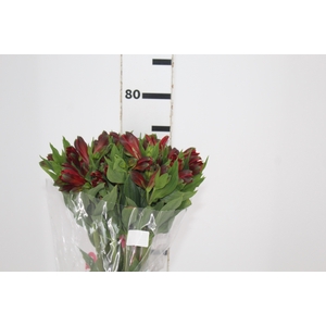 ALSTROEMERIA ANGELINA 070 CM